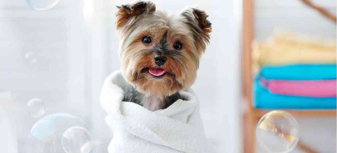 more about Pet Care Services